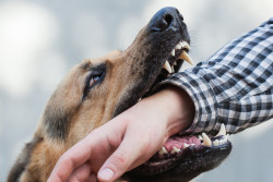 25 injured in rabid dog attack